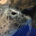 あざらしアイコン